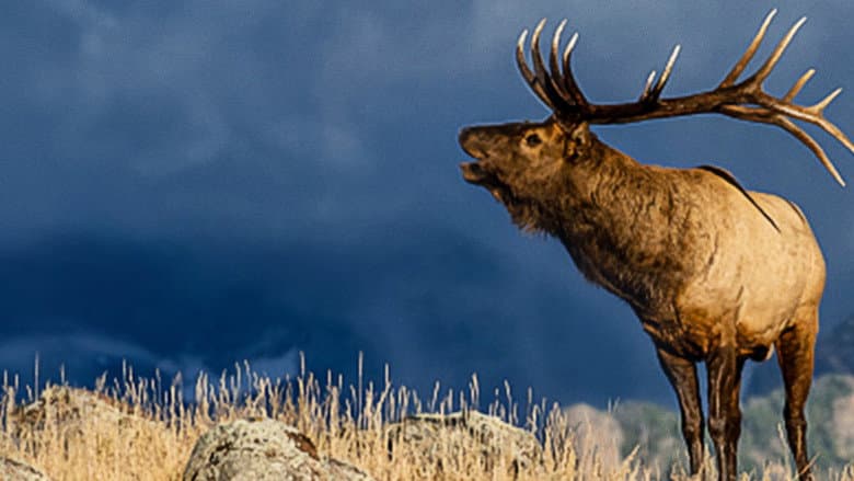 Backdrop from The Olympic Elk