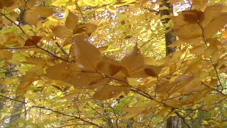 Backdrop from New Hampshire Seasons