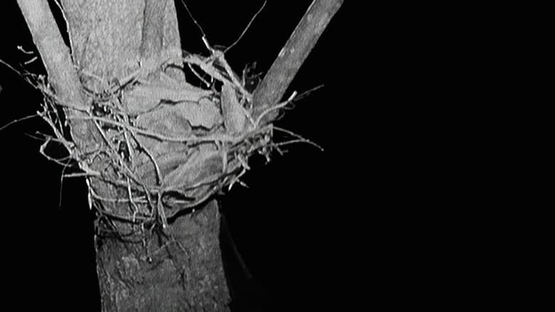 Backdrop from Sticks and Stones: Investigating the Blair Witch