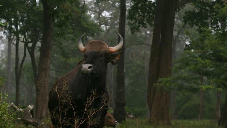 Backdrop from Wild Karnataka