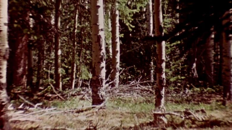 Backdrop from The Wold-Shadow