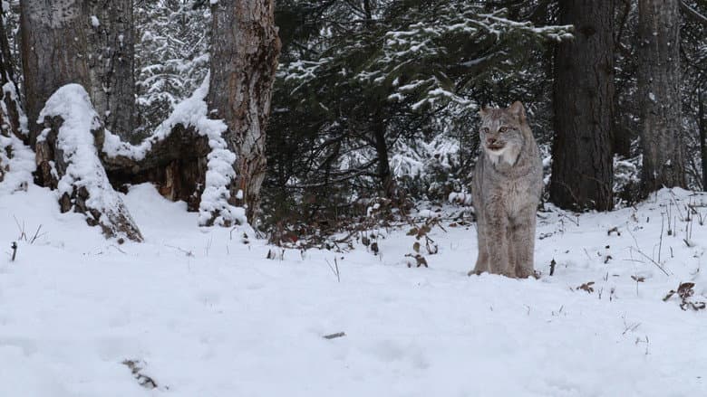 Backdrop from America's Wild Border: Northern Exposure