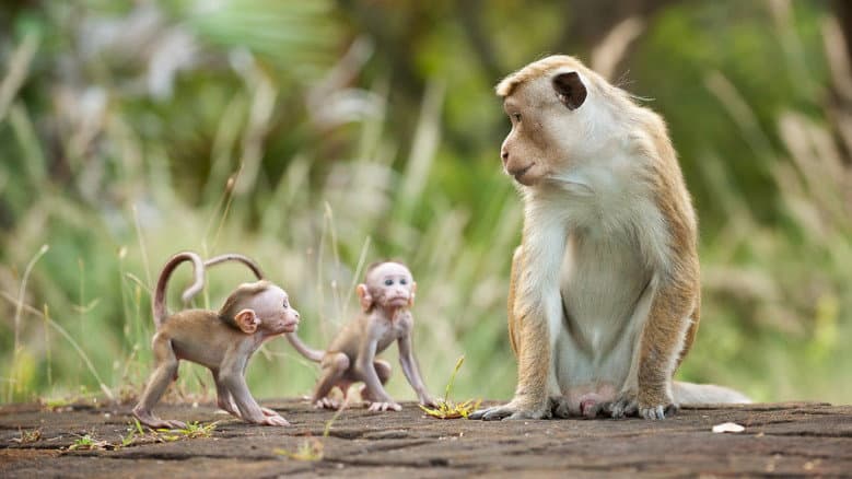 Backdrop from Monkey Kingdom