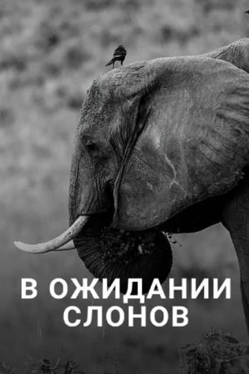 Poster for En attendant les éléphants