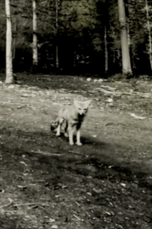 Poster for Last shot of the Argentine Grey Fox