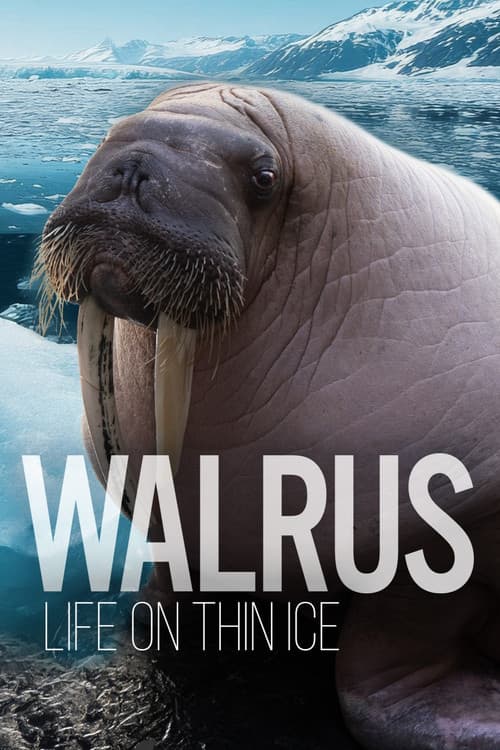 Poster for Walrus: Life on Thin Ice