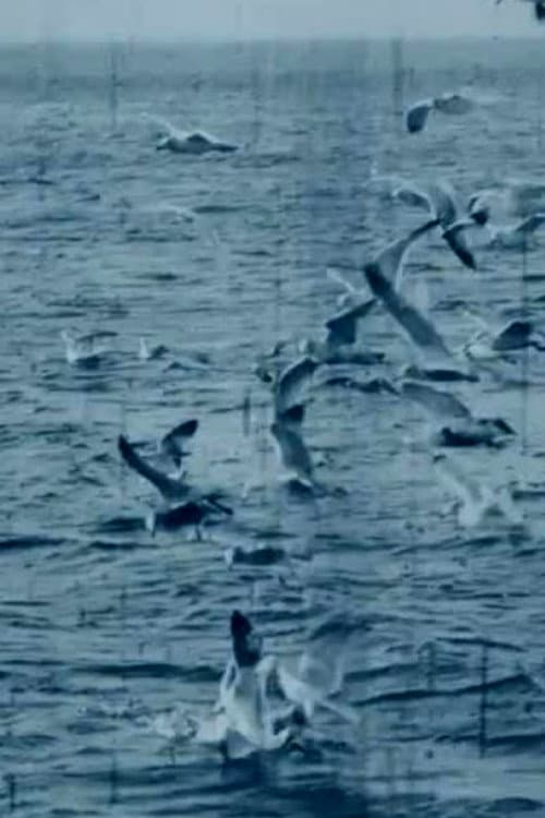 Poster for Feeding Seagulls off the Irish Coast