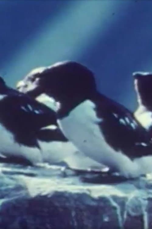 Poster for Tiere auf Spitzbergen