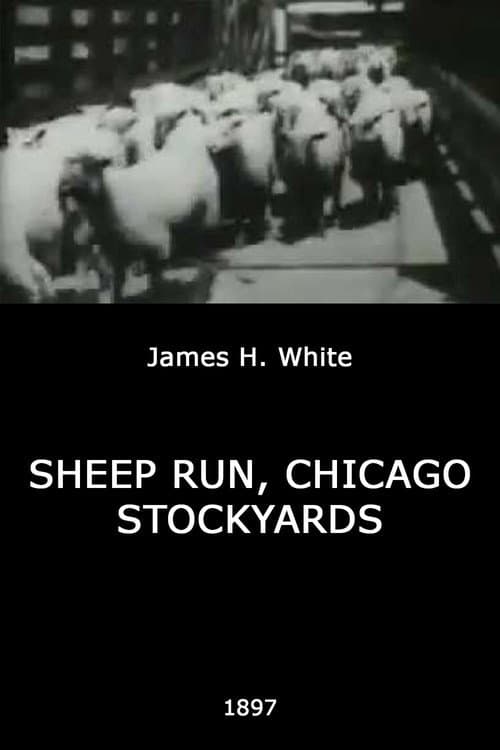 Poster for Sheep Run, Chicago Stockyards