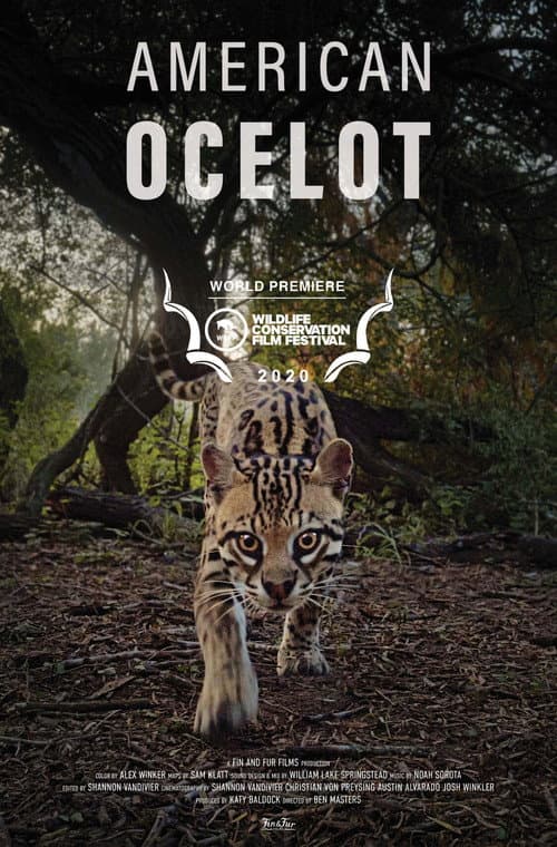 Poster for American Ocelot