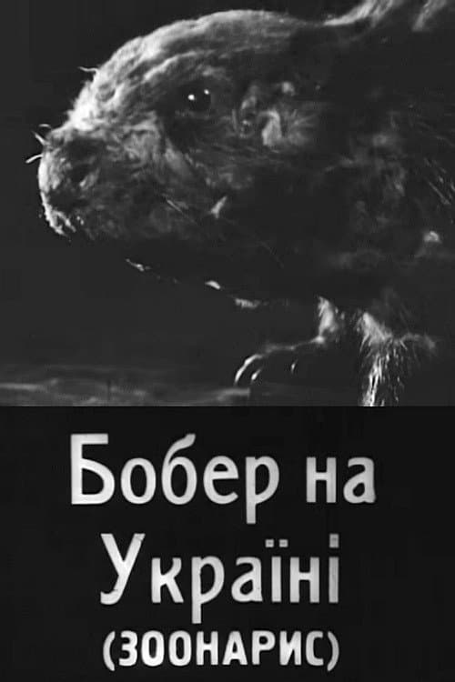 Poster for Beavers in Ukraine