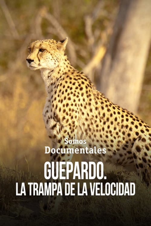 Poster for Cheetah – Speed Trap