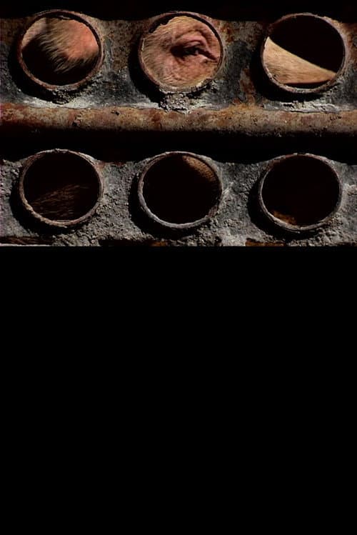 Poster for Pigs