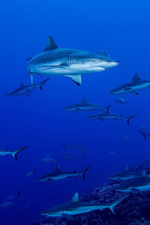 Poster for Shark Swarm