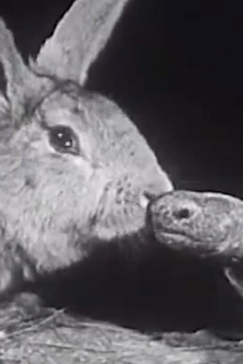 Poster for The Hare and the Tortoise