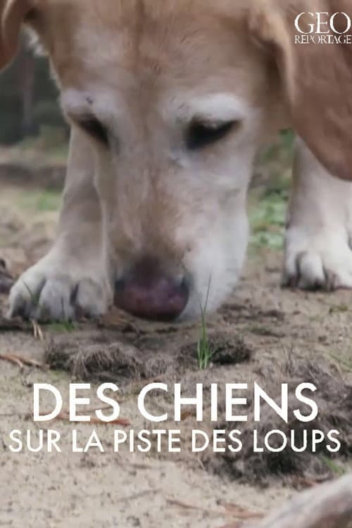 Poster for GEO Reportage - Des chiens sur la piste des loups