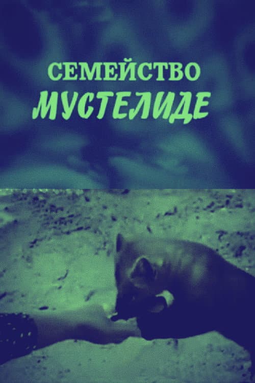 Poster for The Mustelidae Family