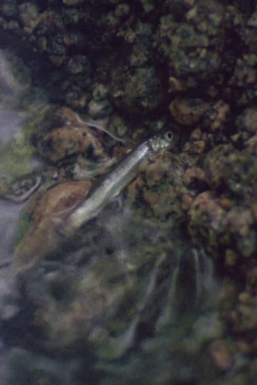 Poster for The Man Who Digs for Fish