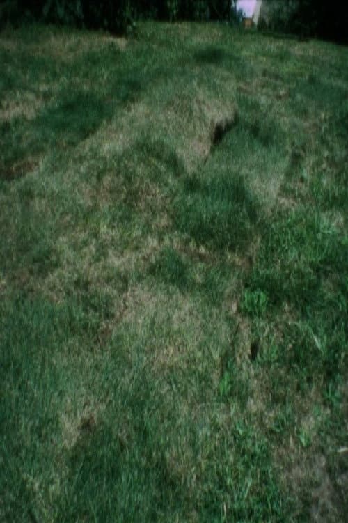 Poster for Grass Breathing