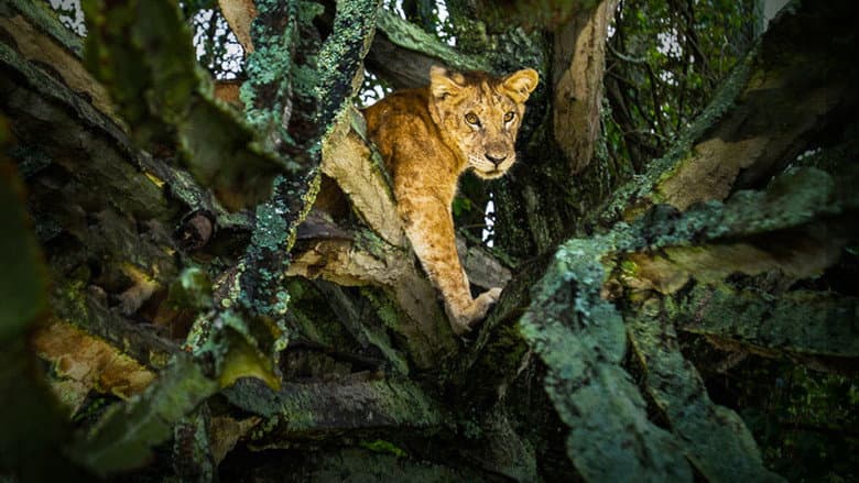 Backdrop from Tree Climbing Lions