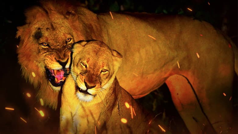 Backdrop from Game of Lions