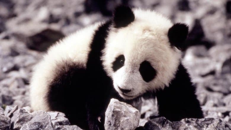 Backdrop from The Amazing Panda Adventure