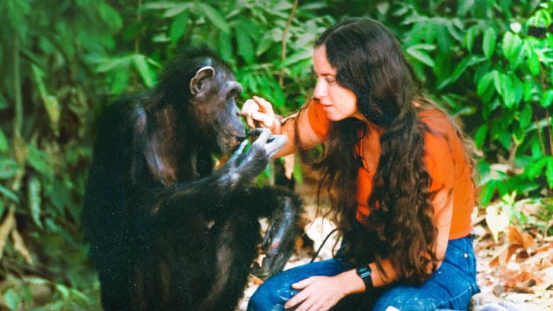 Backdrop from Lucy the Human Chimp