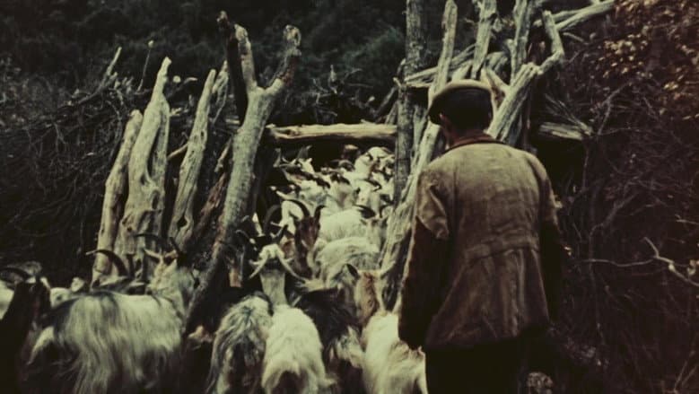 Backdrop from Orgosolo’s Shepherds