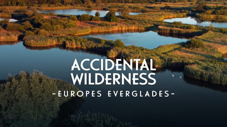 Backdrop from The Accidental Wilderness: Europe's Everglades