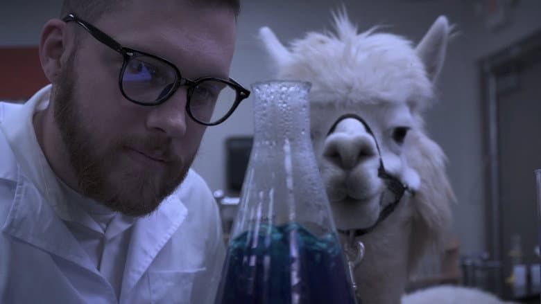 Backdrop from Alpacalypse