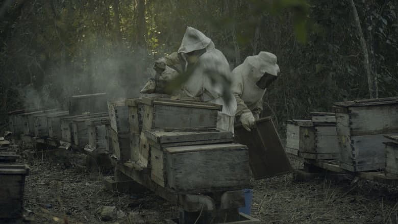 Backdrop from What Happened to the Bees?