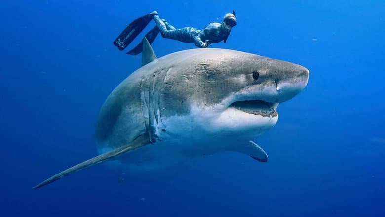 Backdrop from Envoy: Shark Cull