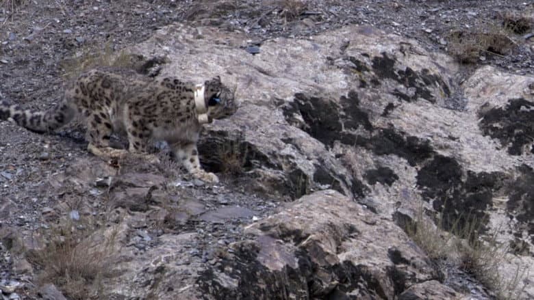 Backdrop from Snow Leopard: Beyond the Myth