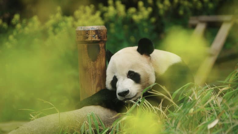 Backdrop from My Dearest Fu Bao