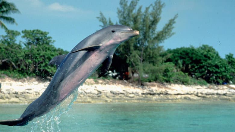 Backdrop from Flipper