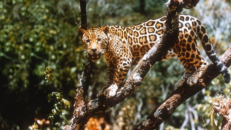 Backdrop from Jungle Cat