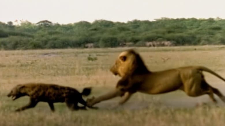 Backdrop from Eternal Enemies: Lions and Hyenas