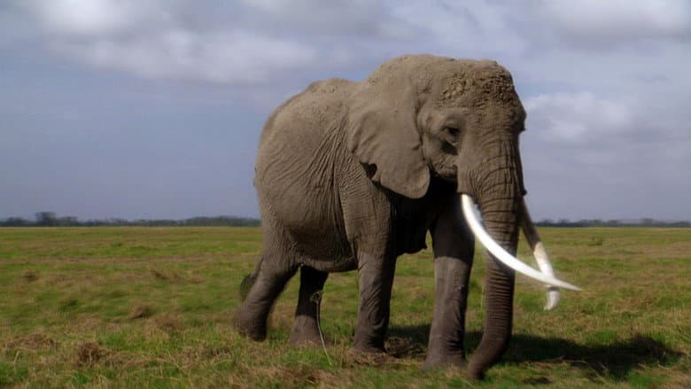 Backdrop from Echo: An Elephant to Remember