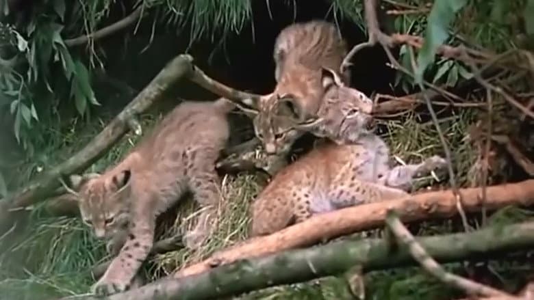 Backdrop from The Lynx Follows the Path