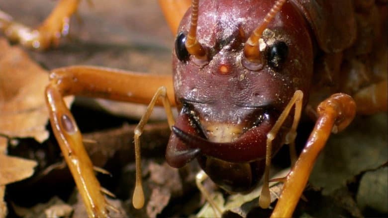 Backdrop from The World's Biggest and Baddest Bugs
