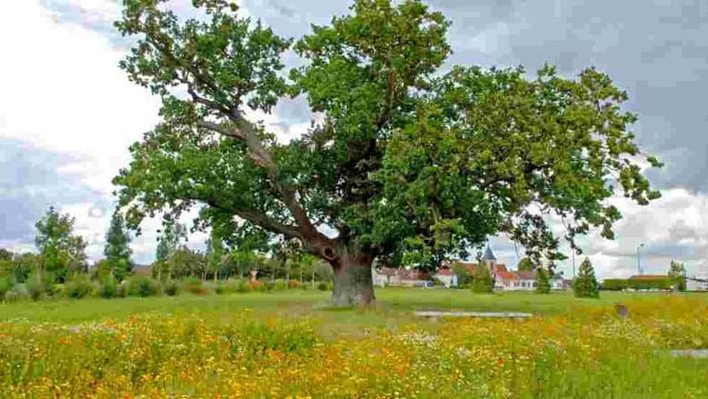 Backdrop from Trees, a Global Superpower