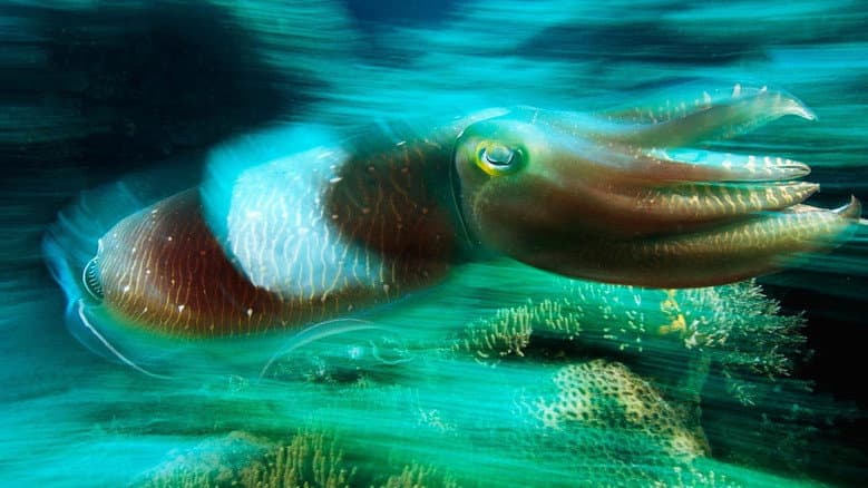 Backdrop from Cuttlefish: Kings of Camouflage