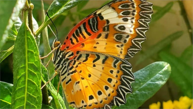 Backdrop from Devenir papillon
