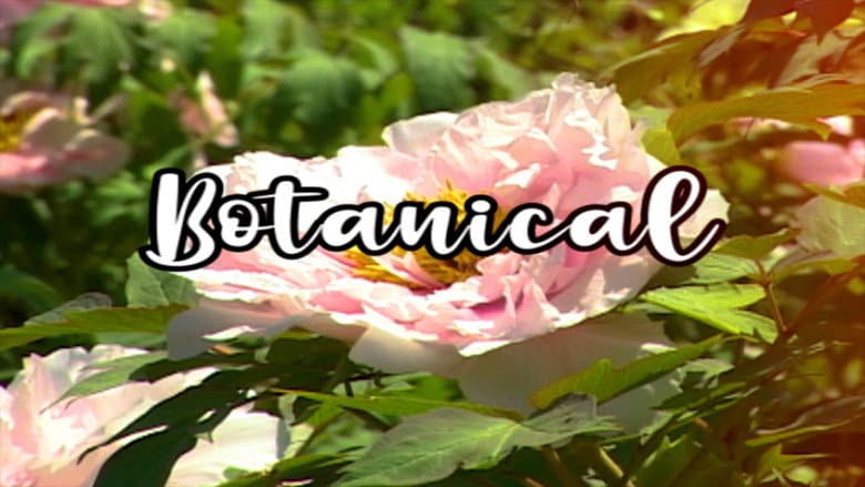 Backdrop from Bloom Skateboards Presents Botanical