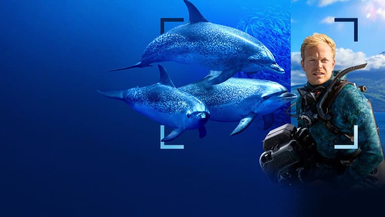 Backdrop from Dolphins Up Close with Bertie Gregory