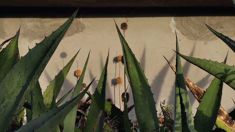 Backdrop from Heart of Maguey