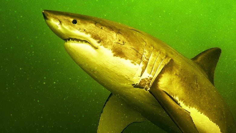 Backdrop from Return of the White Shark
