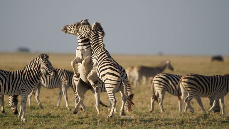 Backdrop from Nature: Great Zebra Exodus