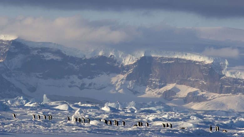 Backdrop from March of the Penguins 2: The Next Step