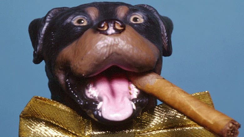 Backdrop from Late Night with Conan O'Brien: The Best of Triumph the Insult Comic Dog